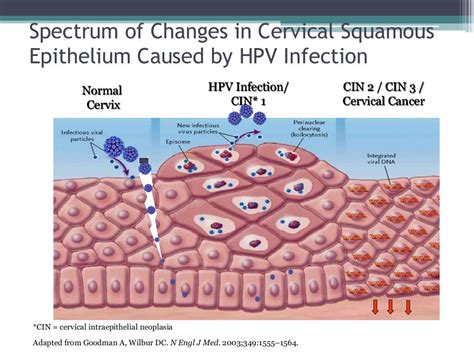 what is coccobacilli in pap smear|Management of Abnormal Cervical/Vaginal Pap Smears .